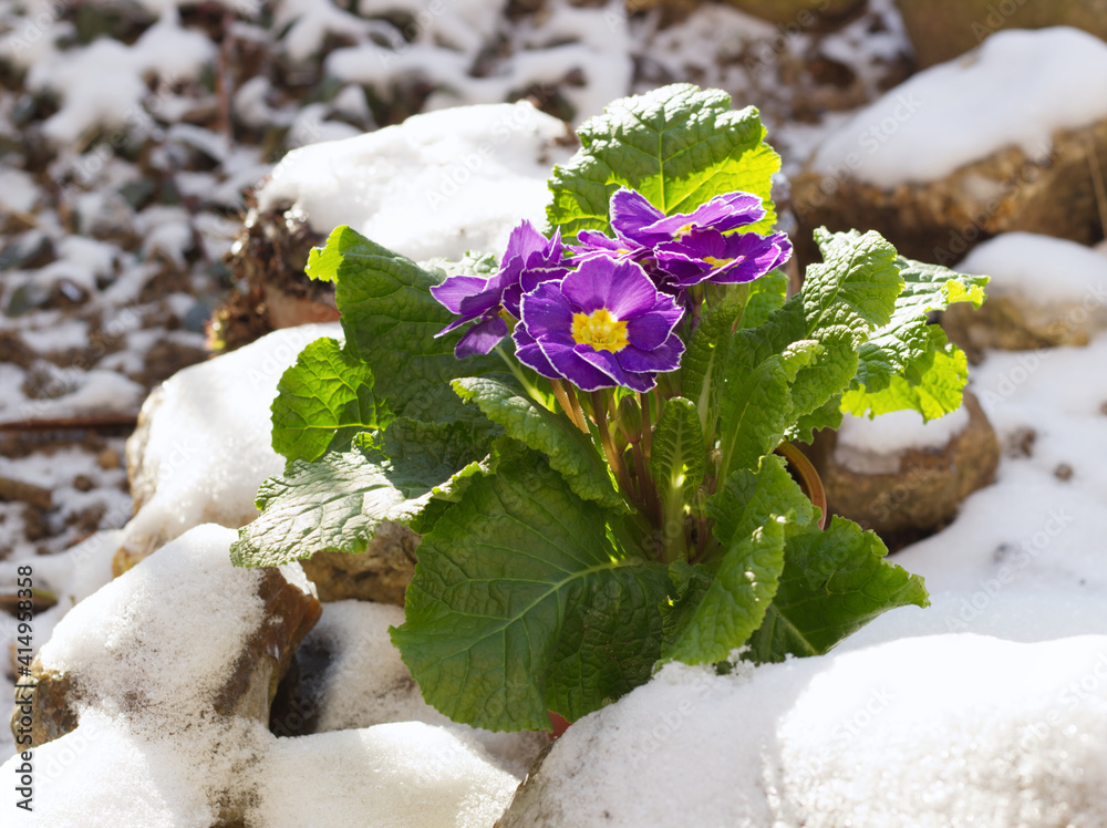 近距离观察雪中的报春花。带绿色叶子的春季花卉观赏报春花