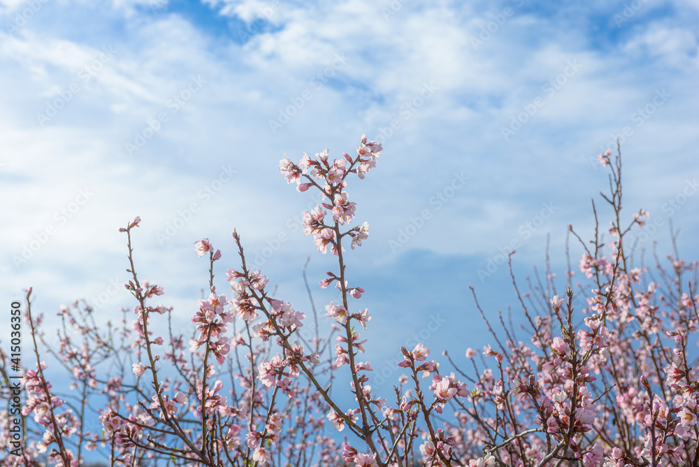 Top of almond tree branches with pink blossoms against blue sky with clouds