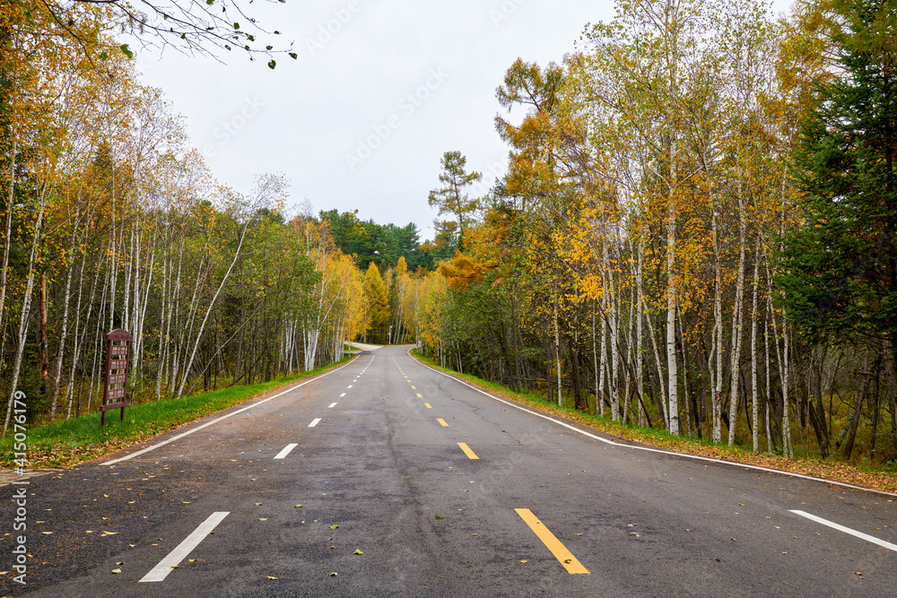 秋天森林景观上的道路。