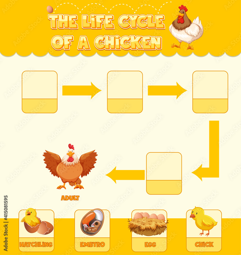 Diagram showing life cycle of Chicken