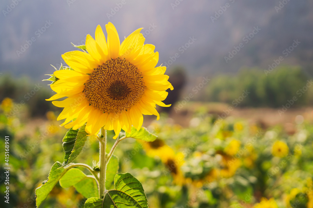 beaultiful sunflower in field with mountain background