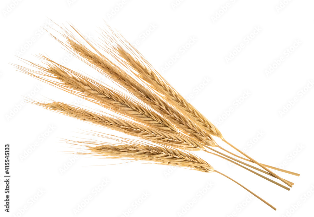 Ears of rye isolated on a white without shadow