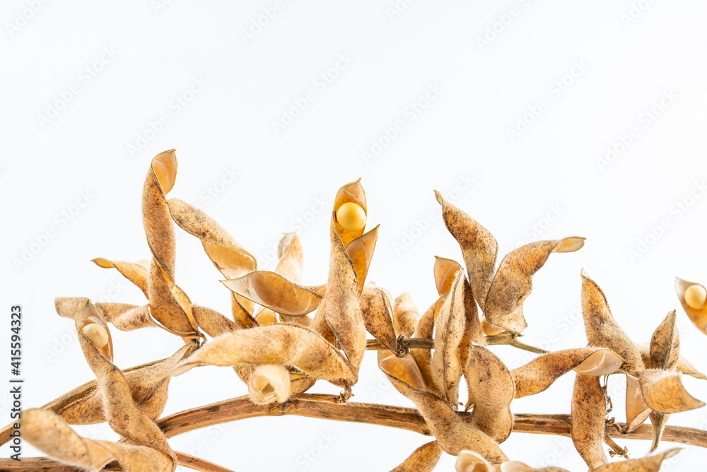 Dried soybean plant on white background