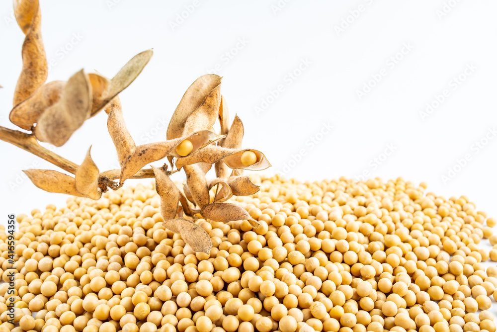 Dried soybeans on white background