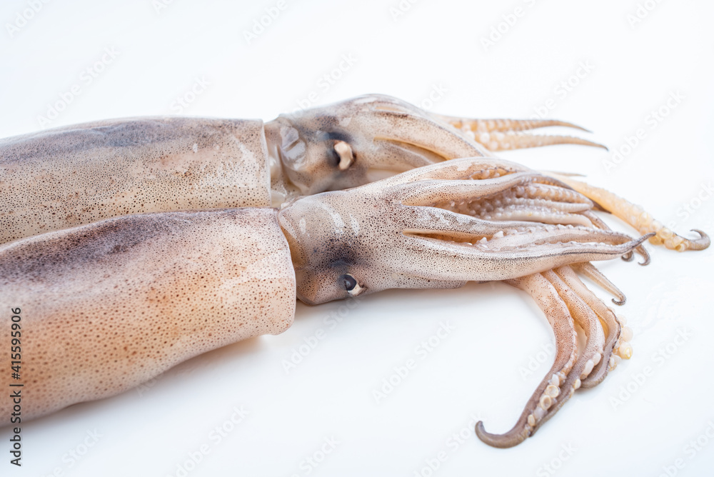 Fresh big squid on white background