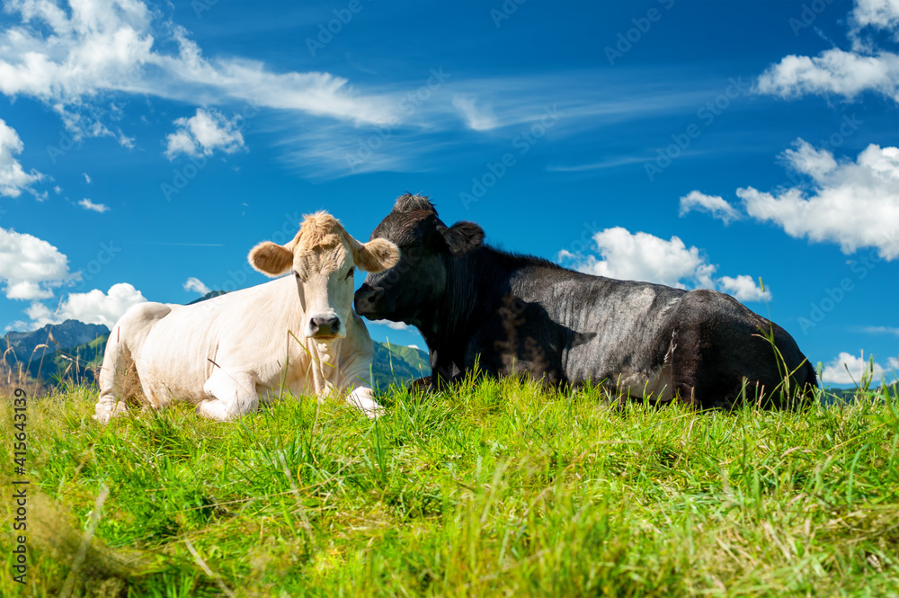 Cow on pasture in the Alps, Bavaria Germany