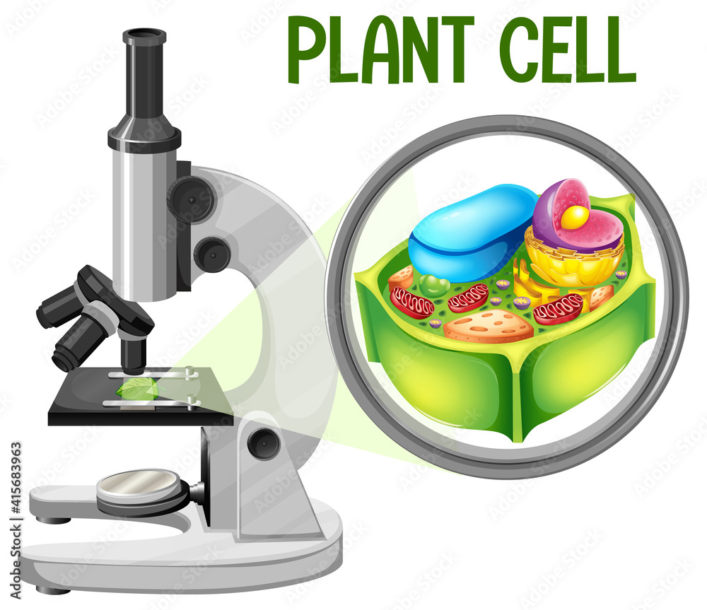 带植物细胞图的显微镜