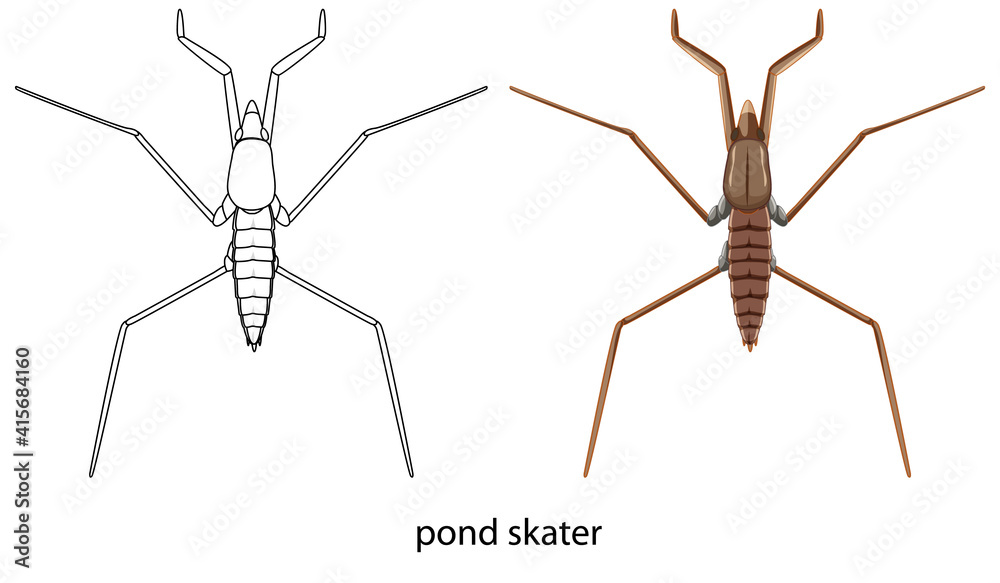 Pond skater in colour and doodle isolated