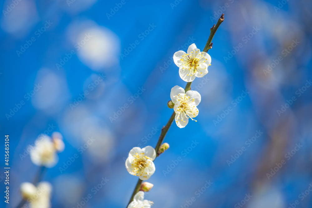 冬天的雪梅花