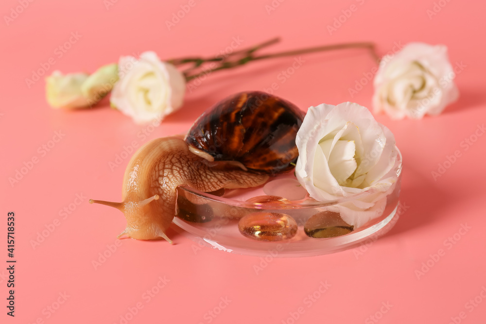 Snail and flowers on color background