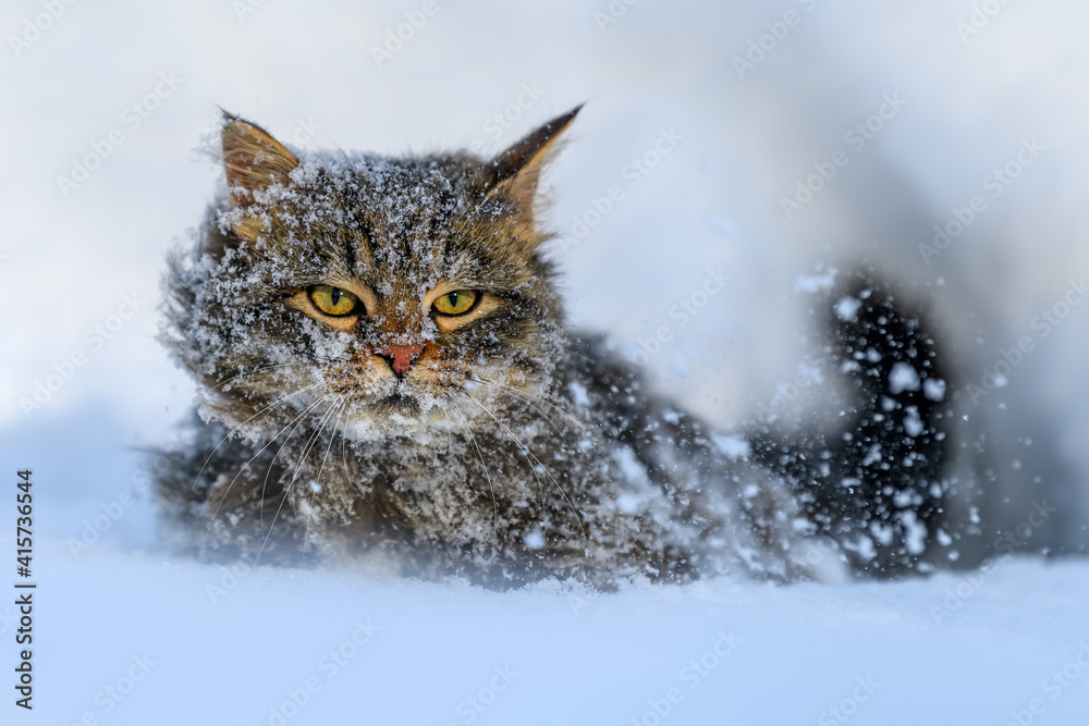 冬天雪地里的猫