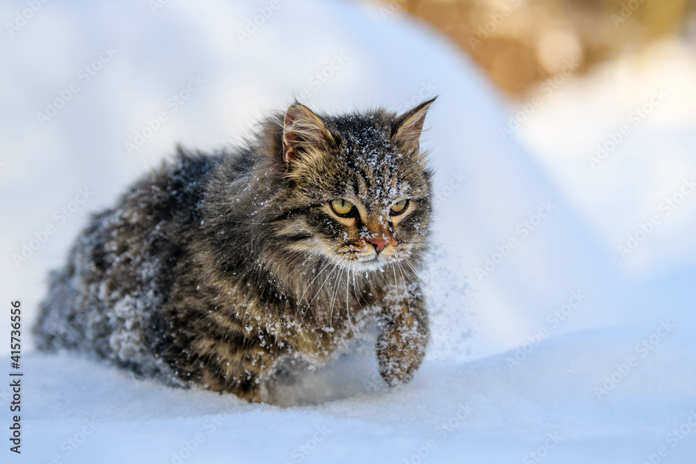 冬天雪地里的猫