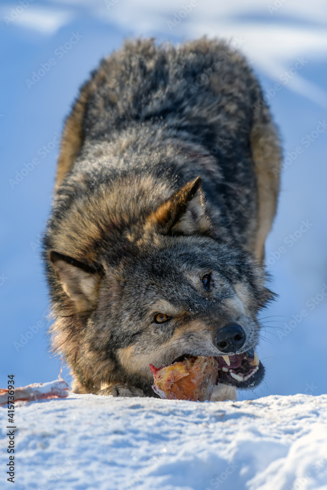 Gray wolf, Canis lupus, eat meat in the winter forest.