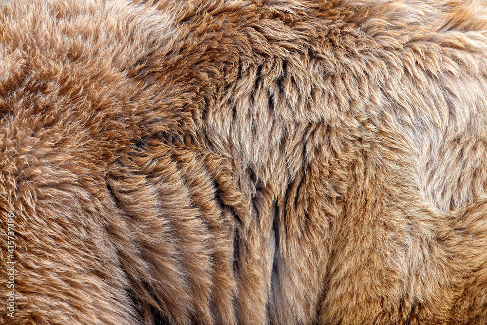 Close real brown bear fur texture