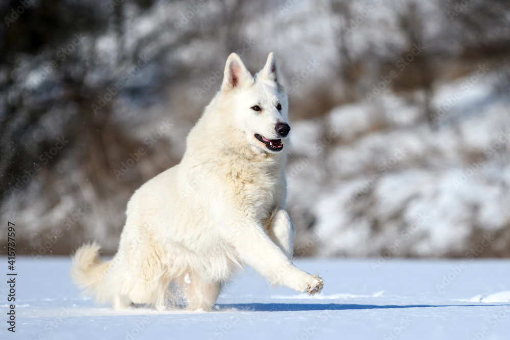 White Swiss Shepherd dog running on snow