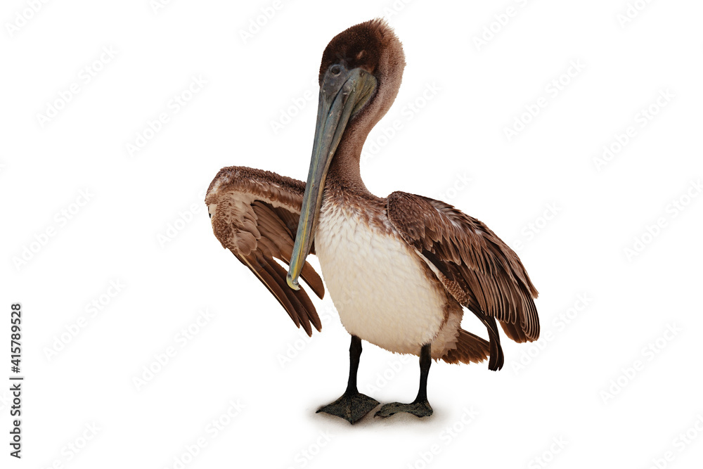 站着的Pelican鸟pelecanus occidentalis被隔离在白色上的照片