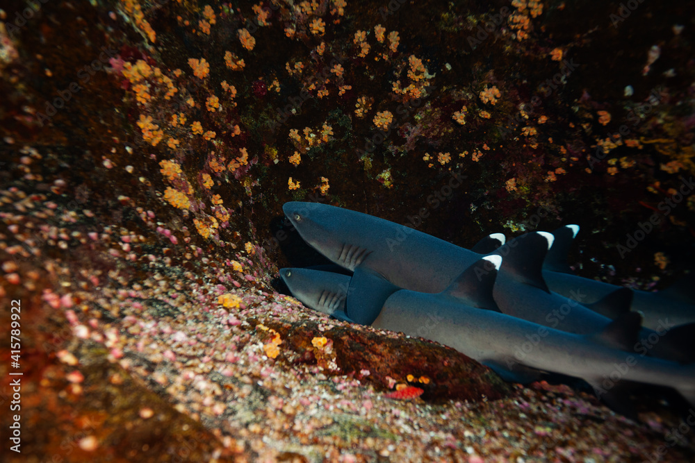 Group of small white tip baby sharks rest in the rocks