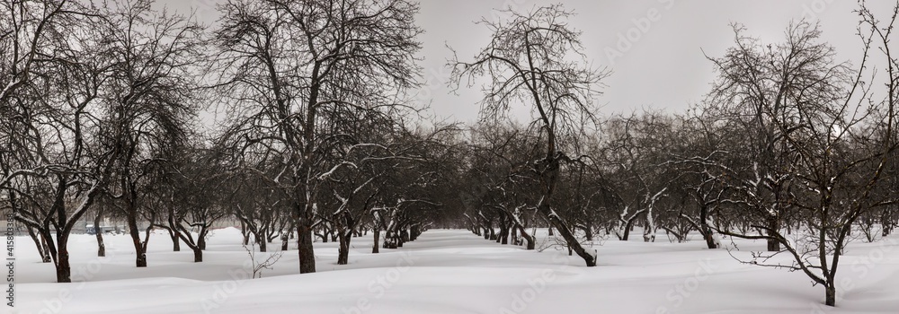 Panoramic photo of snowy apple trees garden during a snowfall. There is a lot of white snow on the g