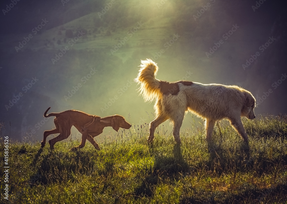 herd of horses in field