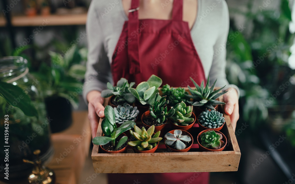 Unrecognizable shop assistant holding succulents in indoor potted plant store.