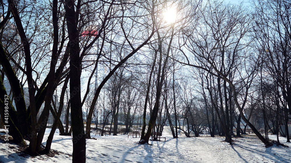 winter forest in the morning