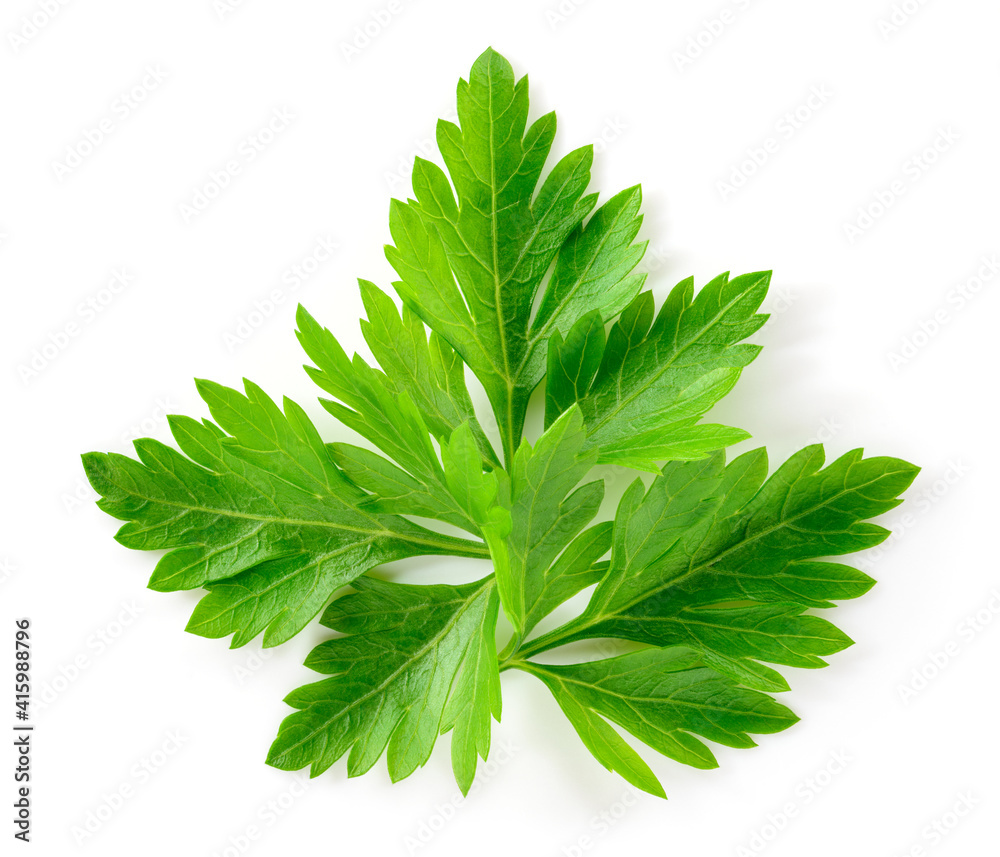 隔离的Parsley。白色的Parsley叶子。Parsley叶子俯视图。全景深。