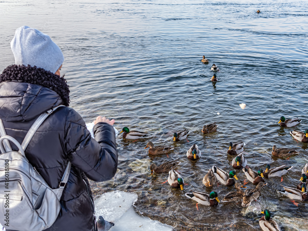 A girl on the river is feeding the ducks with bread in winter.