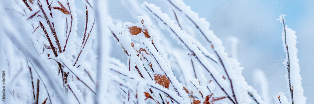 灌木树枝上的雪和雾凇冰。美丽的冬季背景，树枝上覆盖着hoa