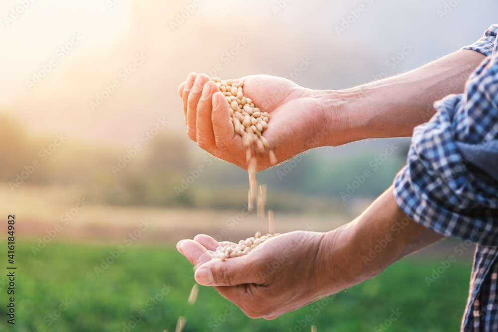 white beans seed in farmer hand pouring into hand with plantation farm background at evening with su