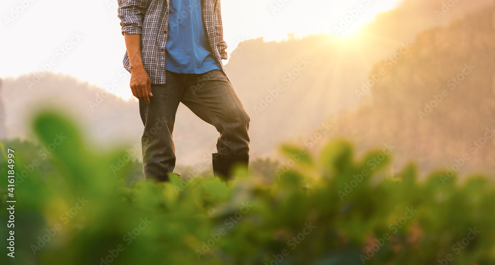 farmer standing in green plantation field at evening with light shines sunset