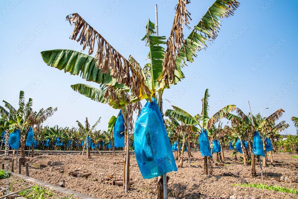 A banana forest under the blue sky