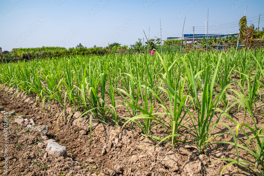 Sugarcane seedlings grown on land