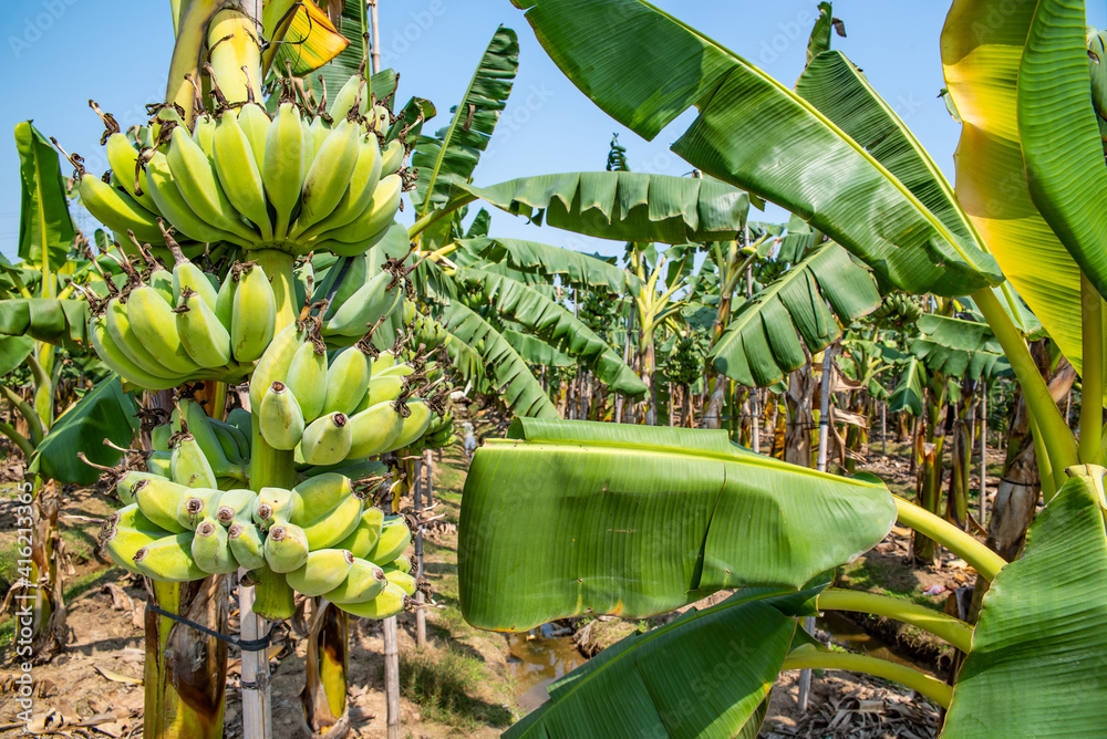 Bananas growing on banana trees