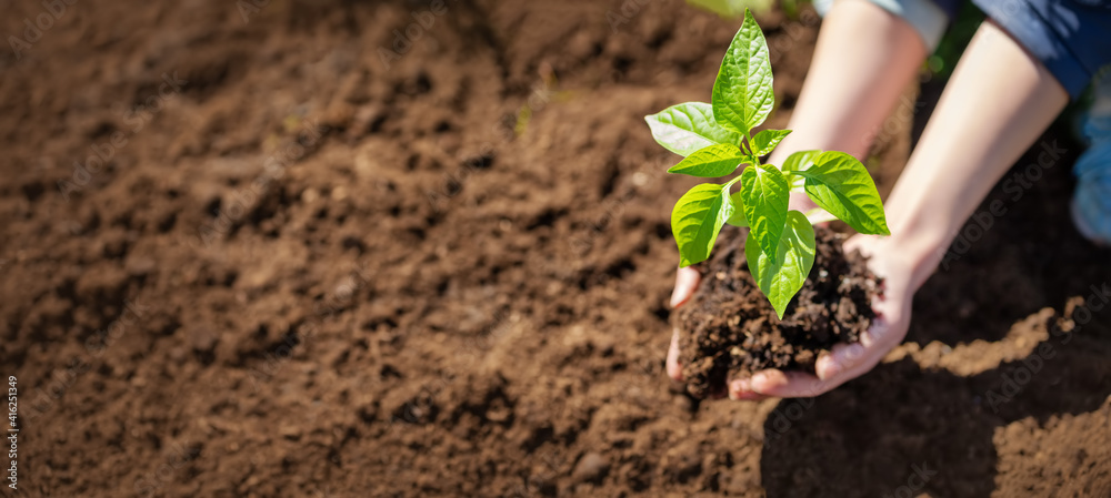 Human hands taking care of a seedling in the soil