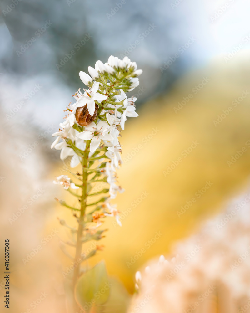 Macro of a white flower against a yellow background. Snail shell inside the flower. Shallow depth of