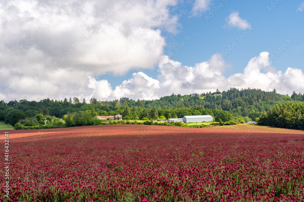 A field of Rd Clover (Trifolium pratense). It is a herbaceous species of flowering plant in the bean