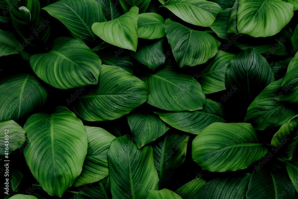 The concept of leaves of Cannifolium spathiphyllum, abstract dark green surface, natural background,