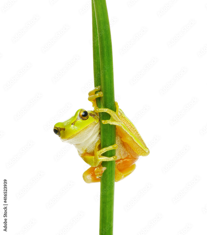 Tree frog on a plant