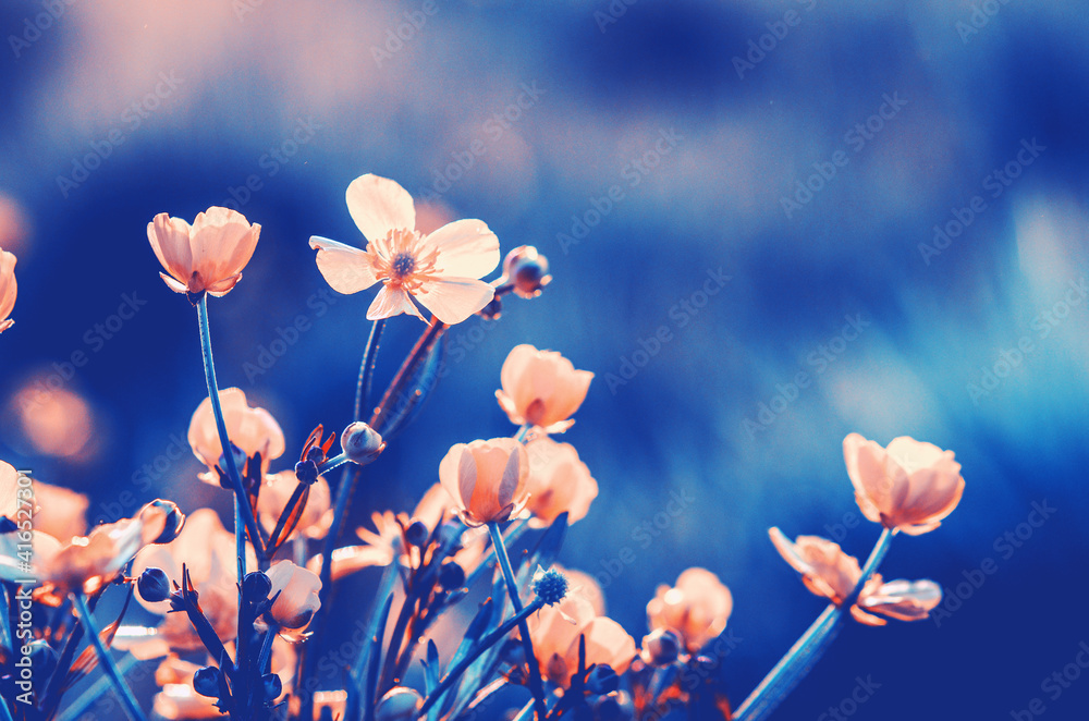 Field flower in nature on sunlight.