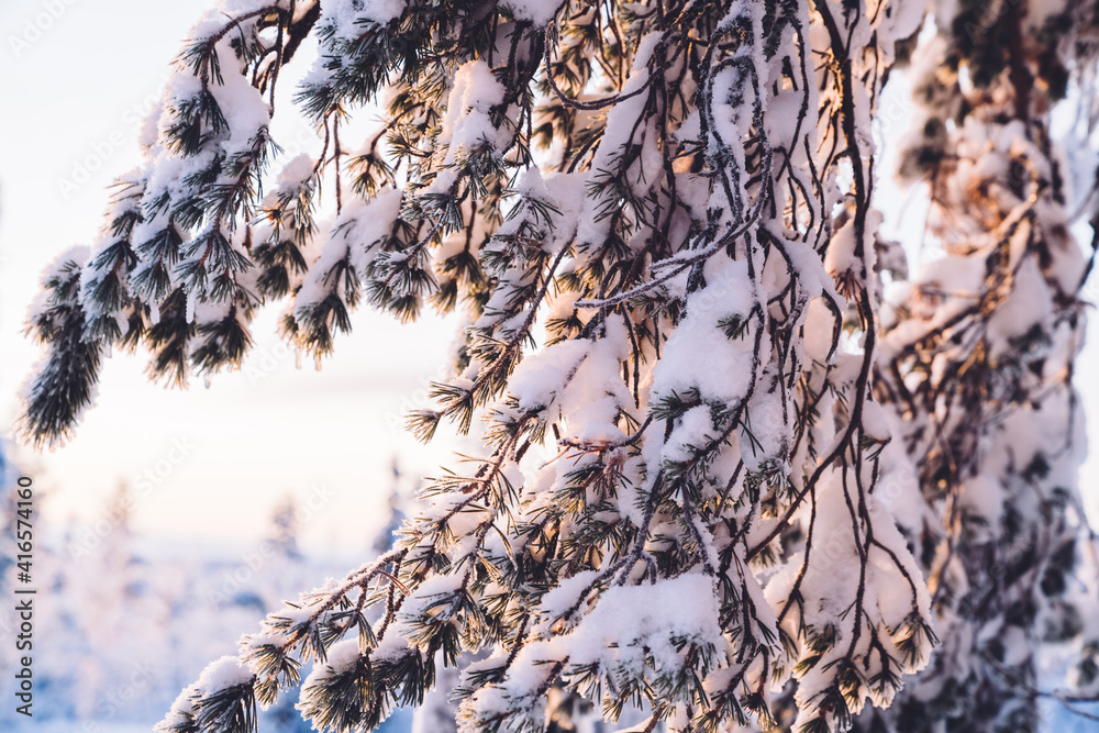 覆盖着雪雾凇的云杉树枝。冬季背景。蓝色调色。冬季圣诞背景