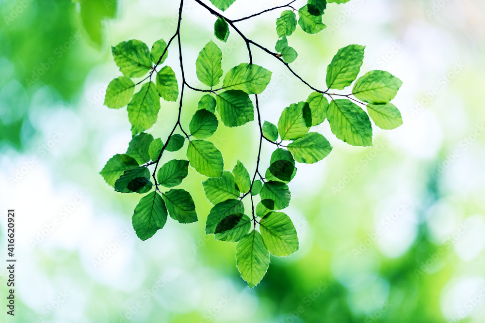 Closeup nature view of green beech leaf on spring twigs on blurred background in forest. Copyspace m