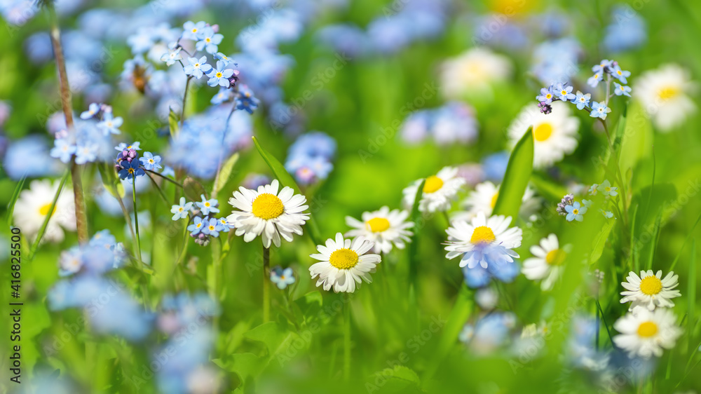 Meadow with lots of colorful spring flowers