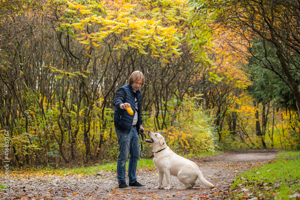 Labrador retriever and man are playing in park. Golden autumn background. Dog looks at man and sits 