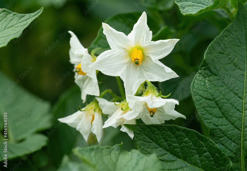 盛开的马铃薯植物的白色花朵。美丽的白、黄色块茎花在bl