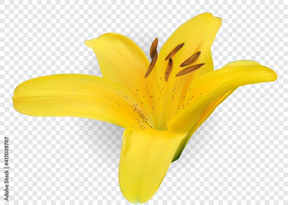 Colorful blossoming yellow naturalistic lily flower on transparent background. Vector Illustration