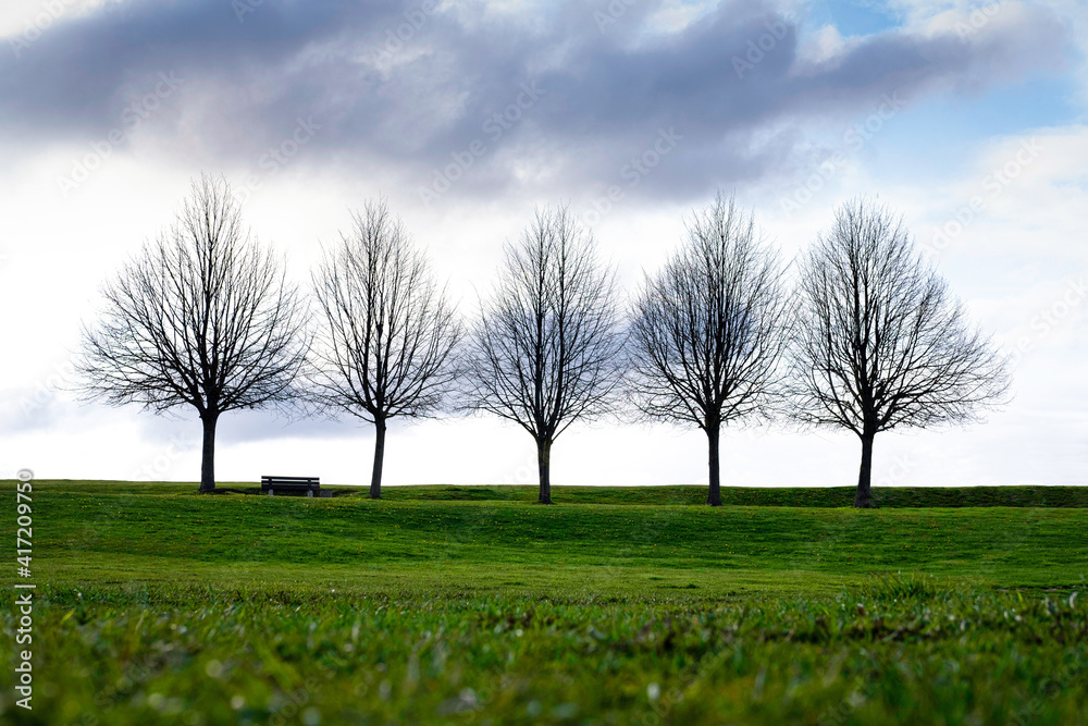 Beautiful spring or autumn landscape. Group of five bald trees with fresh green grass and blue sky. 