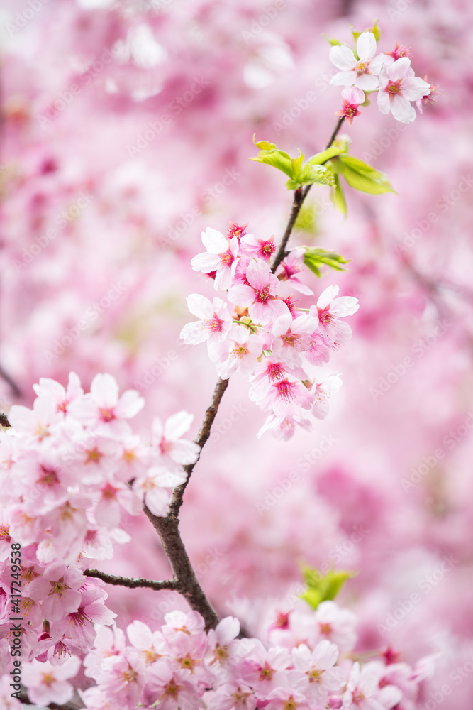 粉色樱花树盛开