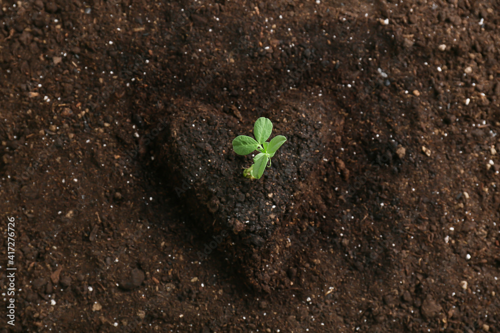 户外花园中生长的植物