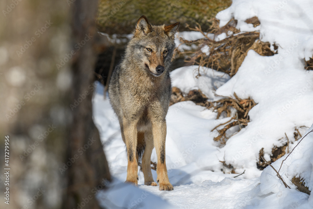 Close up portrait wolf in winter forest background