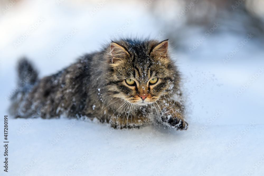 Cat walking in the snow in winter